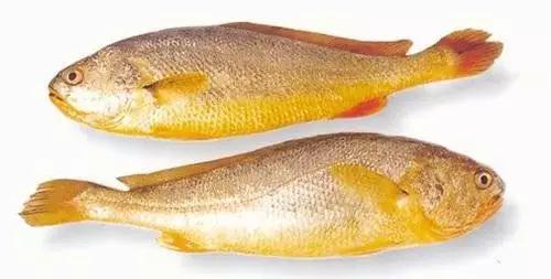 黄花鱼